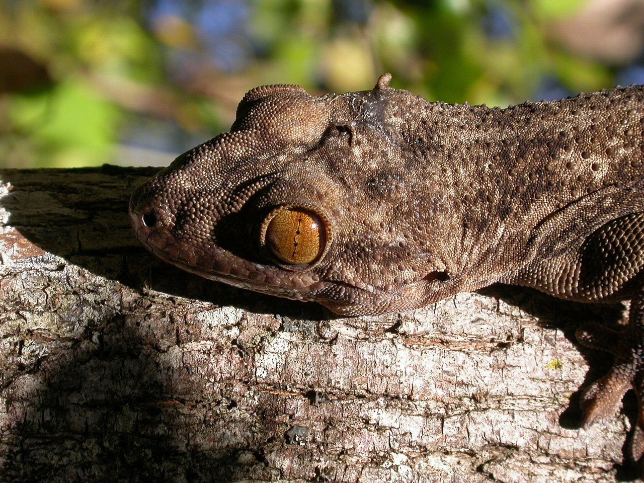 Blaesodactylus boivini